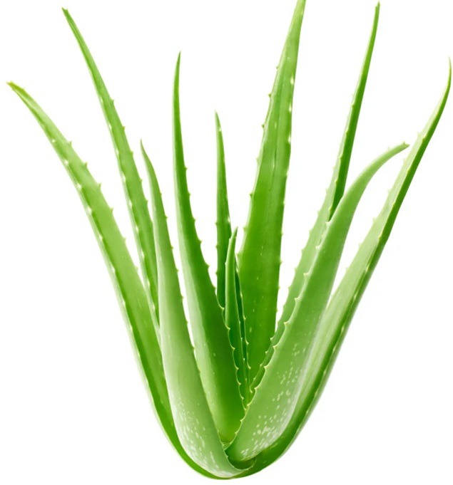 Αλόη Βέρα η θαυματουργή 3 ALOE VERA 11