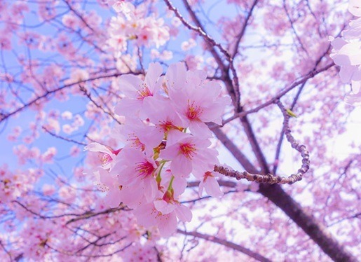 Οι 8 συνήθειες των Ιαπώνων κατά της γήρανσης 10 Japan 10